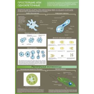 Простейшие или одноклеточные